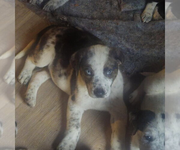 Medium Photo #3 Australian Shepherd-Unknown Mix Puppy For Sale in Aurora, IN, USA