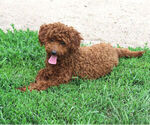 Small Photo #1 Cavapoo (Miniature) Puppy For Sale in HANCOCK, MN, USA