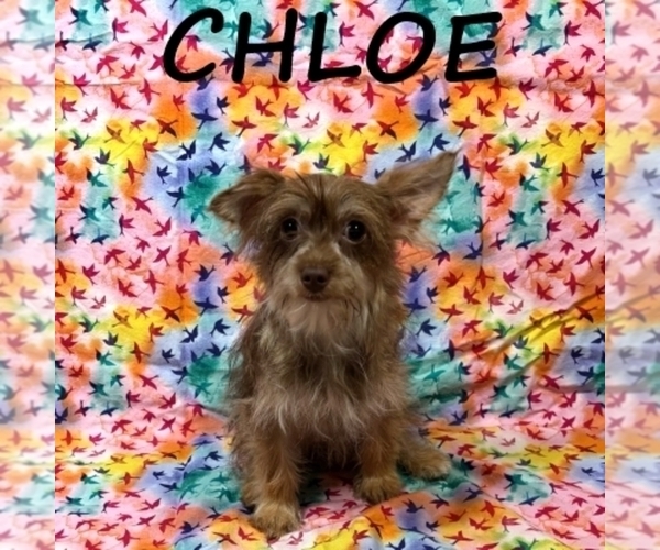 Medium Photo #2 Snorkie Puppy For Sale in HARTLAND, MN, USA