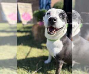 Mutt Dogs for adoption in Hinton, WV, USA