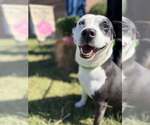 Mercedes (1yo, 45lbs) - Female Mutt Dog for Adoption - Small photo
