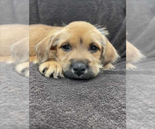 Medium Photo #1 Labrador Retriever Puppy For Sale in Plano, TX, USA