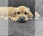 Small Labrador Retriever