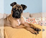 Small Pug Mix