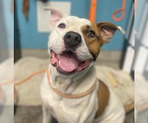 Mutt Dogs for adoption in Camarillo, CA, USA