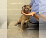 Small Mutt