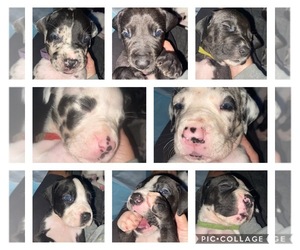 Great Dane Puppy for sale in WARE, MA, USA