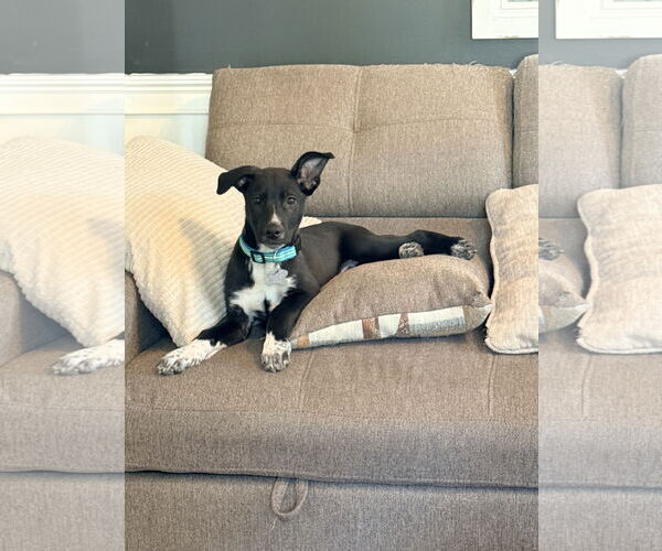 Medium Photo #4 Mutt Puppy For Sale in Holly Springs, NC, USA