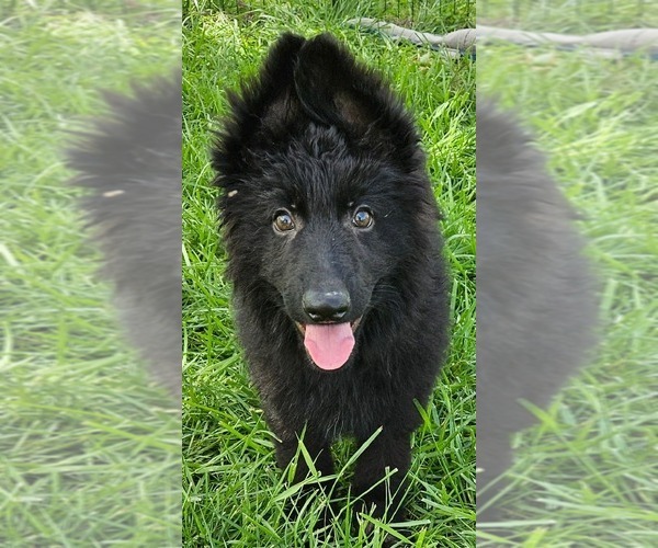 Medium Photo #9 German Shepherd Dog Puppy For Sale in EOLIA, MO, USA