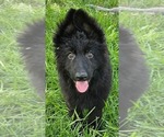 Small #8 German Shepherd Dog