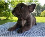 Small Photo #19 French Bulldog Puppy For Sale in BREMEN, IN, USA