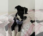 Small #2 American Pit Bull Terrier Mix