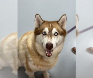 Siberian Husky Dogs for adoption in St. Cloud, FL, USA