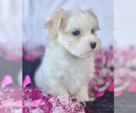 Small #1 Maltese