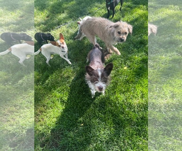 Medium Photo #7 Mutt Puppy For Sale in Sandy, UT, USA