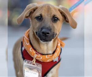 Lego Pup - Dino - Male Chihuahua-Unknown Mix Dog for Adoption - Photo #3
