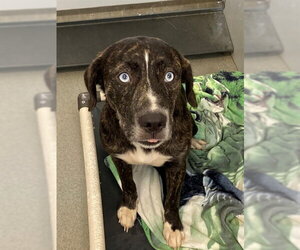Great Pyrenees-Unknown Mix Dogs for adoption in Fayetteville, NC, USA