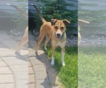 Small #4 Feist Terrier Mix