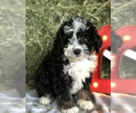 Small Photo #5 Miniature Bernedoodle Puppy For Sale in LEO, IN, USA