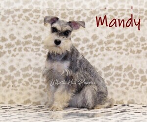 Mother of the Schnauzer (Miniature) puppies born on 09/11/2023