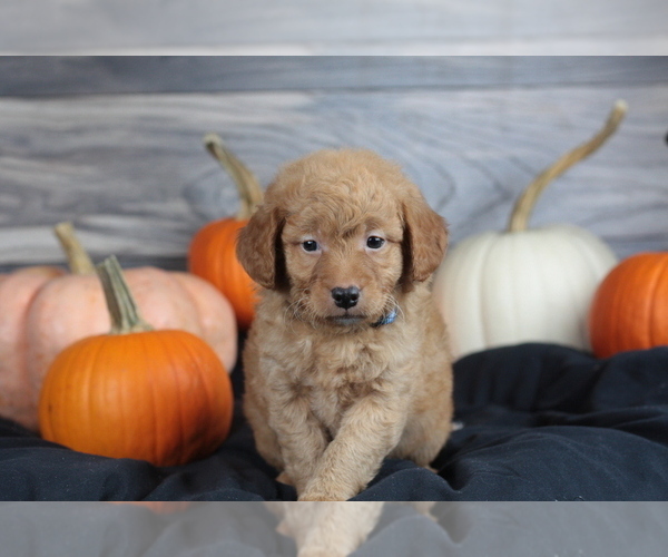 Medium Photo #19 Goldendoodle (Miniature) Puppy For Sale in CRESTON, OH, USA