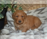 Puppy Penny Golden Retriever