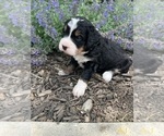 Small Photo #29 Bernedoodle Puppy For Sale in MARTINSVILLE, IN, USA