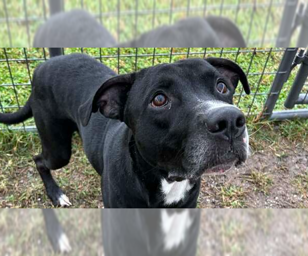 Medium Photo #1 Mutt Puppy For Sale in Abbeville, LA, USA