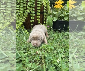 Labrador Retriever Puppy for sale in NEOLA, WV, USA