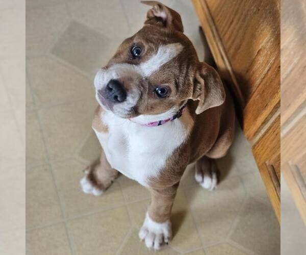 Medium Photo #2 Mutt Puppy For Sale in Shelburne, VT, USA