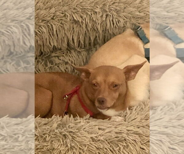 Medium Photo #7 Chihuahua-Unknown Mix Puppy For Sale in Mooresville, NC, USA