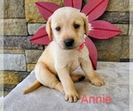 Puppy Annie AKC ENG Labrador Retriever