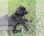 Small Shepradors