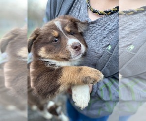 Australian Shepherd Puppy for sale in LISBON, OH, USA