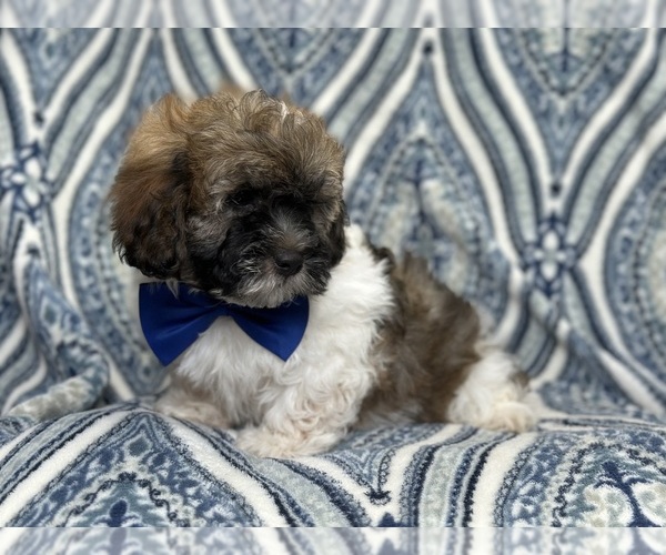 Medium Photo #7 Lhasa Apso Puppy For Sale in LAKELAND, FL, USA