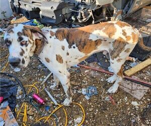 Father of the Great Dane puppies born on 04/05/2025