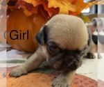 Small Photo #5 Pug Puppy For Sale in ELLENVILLE, NY, USA