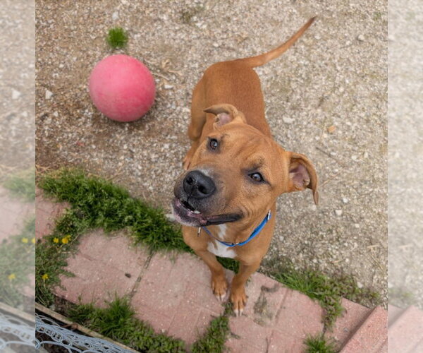 Medium Photo #5 Boxer-Unknown Mix Puppy For Sale in Evansville, IN, USA