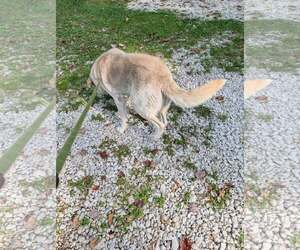 Tommy - Male Labrenees Dog for Adoption - Photo #3