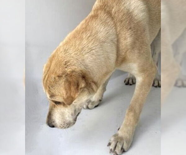 Medium Photo #1 German Shepherd Dog-Unknown Mix Puppy For Sale in Houston, TX, USA