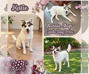 Katie - Female Australian Shepherd-Unknown Mix Dog for Adoption - Photo #2