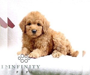 Goldendoodle (Miniature) Puppy for sale in EPHRATA, PA, USA