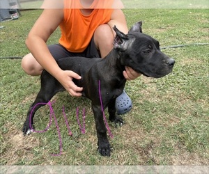 Cane Corso Puppy for Sale in PARAGOULD, Arkansas USA