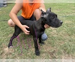 Litter of 6 - Male(s) and Female(s) Cane CorsoLitter of Puppies for Sale - Small photo