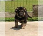 Puppy Puppy 2 German Shepherd Dog