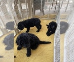 Small Photo #8 Goldendoodle Puppy For Sale in MAGNOLIA, TX, USA
