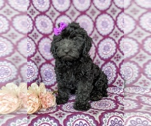 Goldendoodle (Miniature) Puppy for sale in QUARRYVILLE, PA, USA