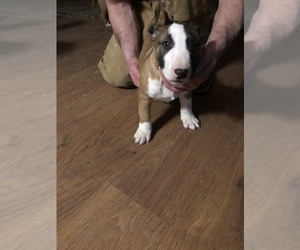 Bull Terrier Puppy for Sale in RICHLAND, Oregon USA