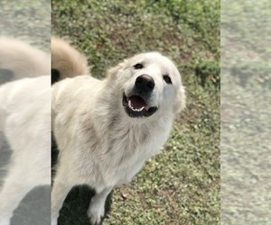 Mother of the Great Pyrenees puppies born on 09/09/2019