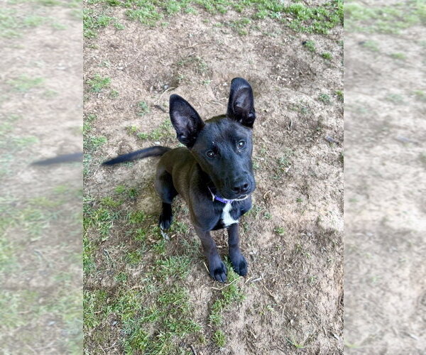Medium Photo #2 Australian Kelpie-Unknown Mix Puppy For Sale in Boston, MA, USA